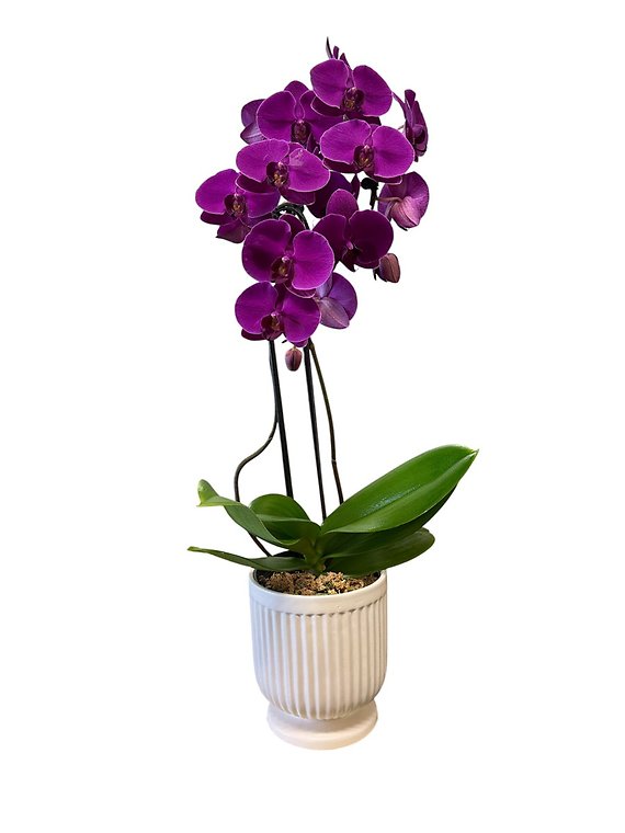 Double Stem Phalaenopsis Orchid Plant