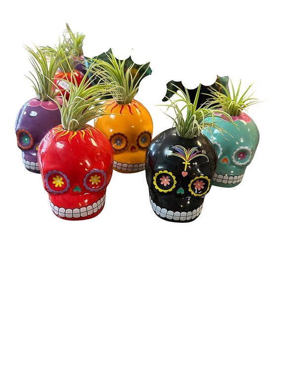 Sugar Skull with Air Plant