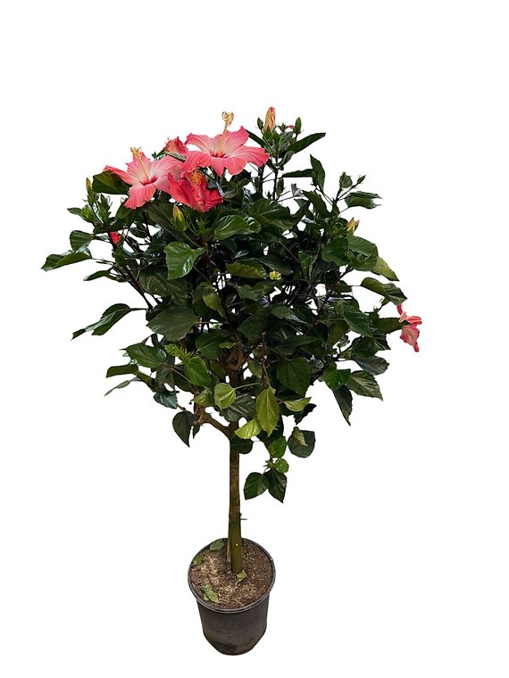 Standard Hibiscus