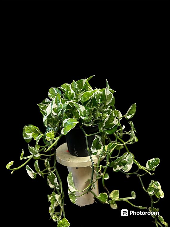 Pothos Pearls and Jade in 6\" pot