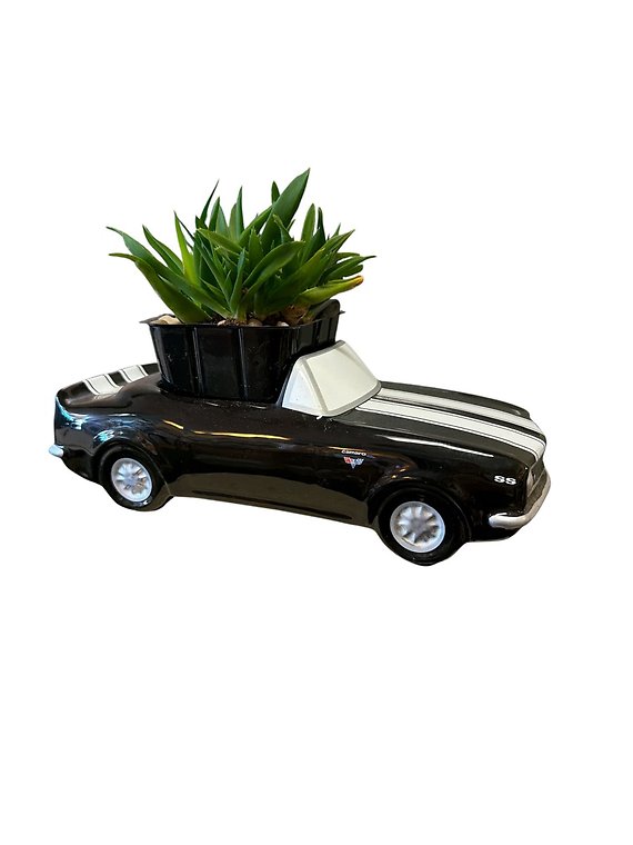 Ceramic Camaro with Succulent