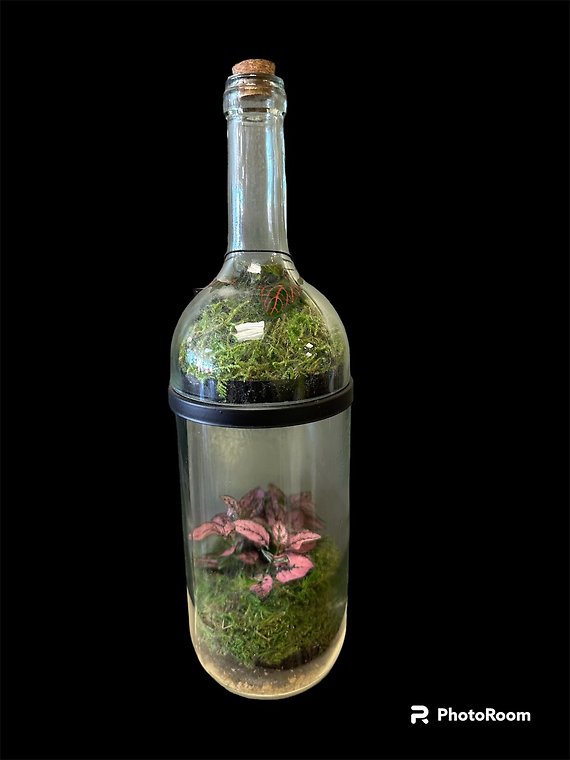 Wine Bottle Terrarium