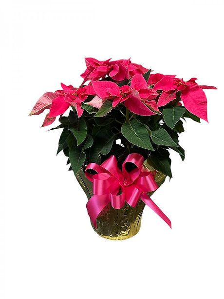 Hot Pink Poinsettia in 6/5 inch Pot