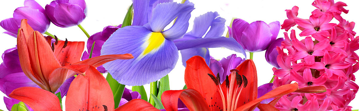 Spring  Flowers & Gifts[Pick up & Delivery Available]