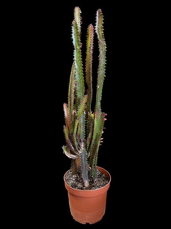 Phil - The Cactus