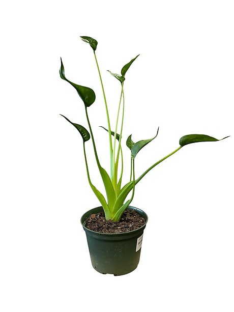 Alocasia Tiny Dancer in 6 inch pot
