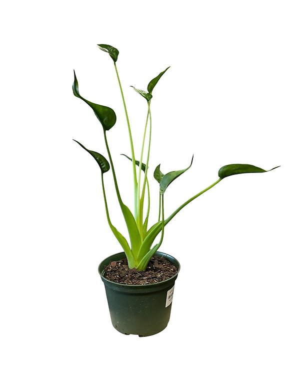 Alocasia Tiny Dancer in 6 inch pot