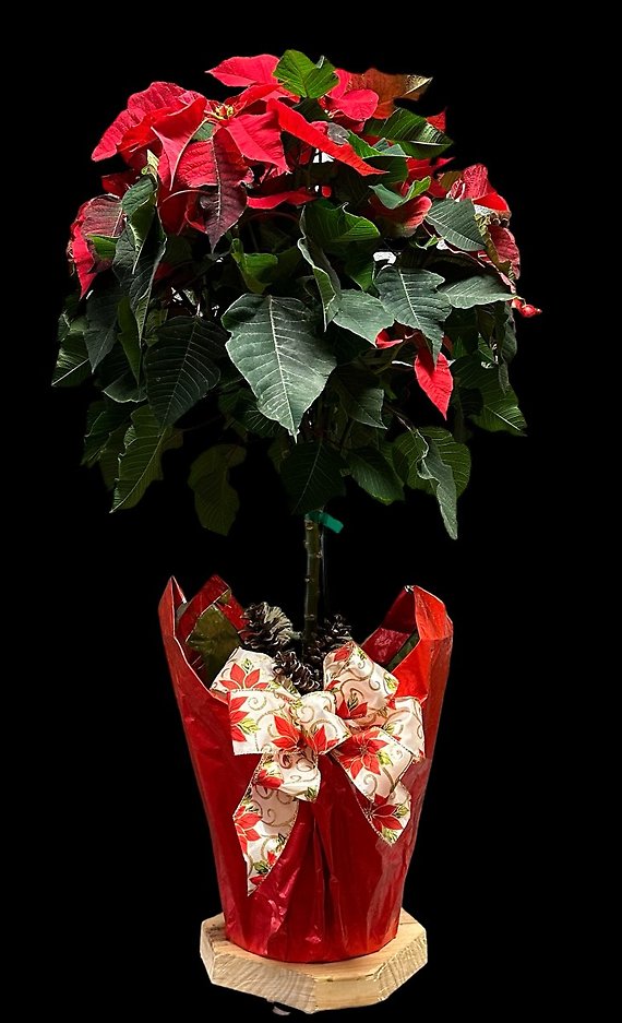 Poinsettia Tree in Foil