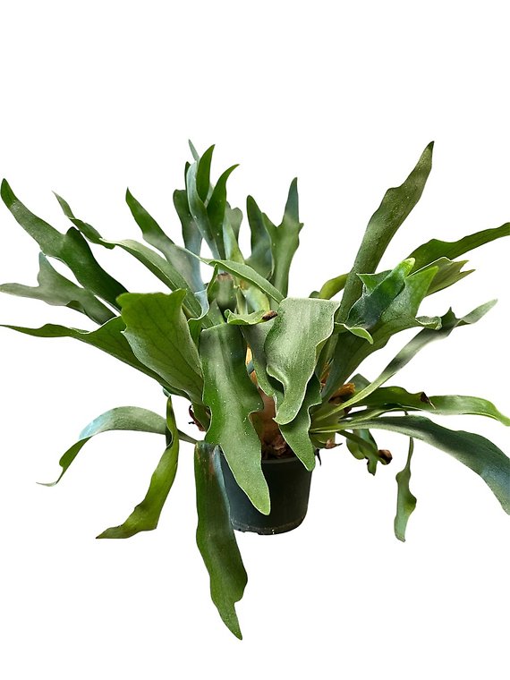 Staghorn Fern in 6 inch pot