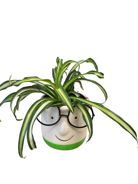 Spectacle Guy with Spider Plant