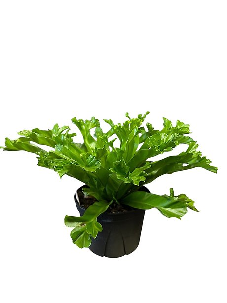 Forked Birds Nest Fern in a 6 inch pot